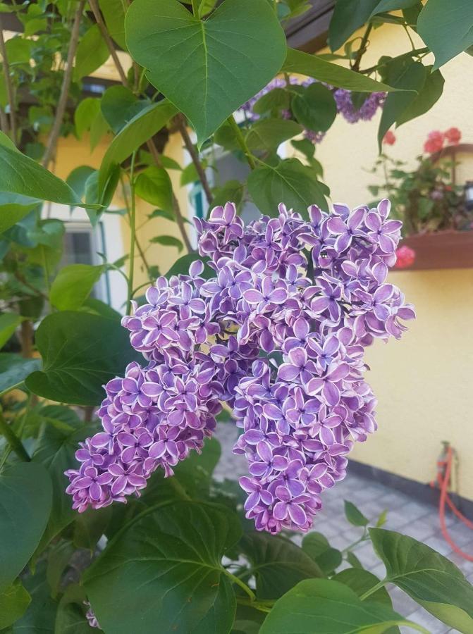 Apartment Holiday Lungoetz Annaberg im Lammertal Esterno foto